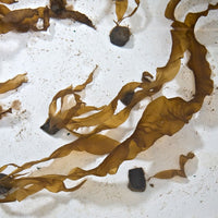 Restore Kelp Forests in Portugal