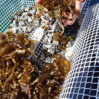 Restore Kelp Forests in Portugal