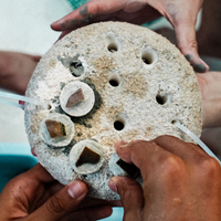 Coral Plus Biodiversity