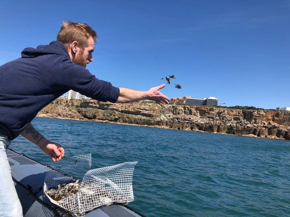 Restore Kelp Forests in Portugal