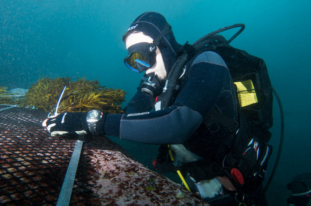 Restore Kelp Forests in Australia