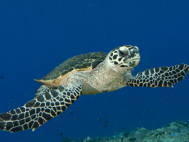 Biodiversity Block: Mangrove