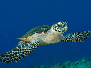 SeaTrees Biodiversity Block: Mangrove Forests