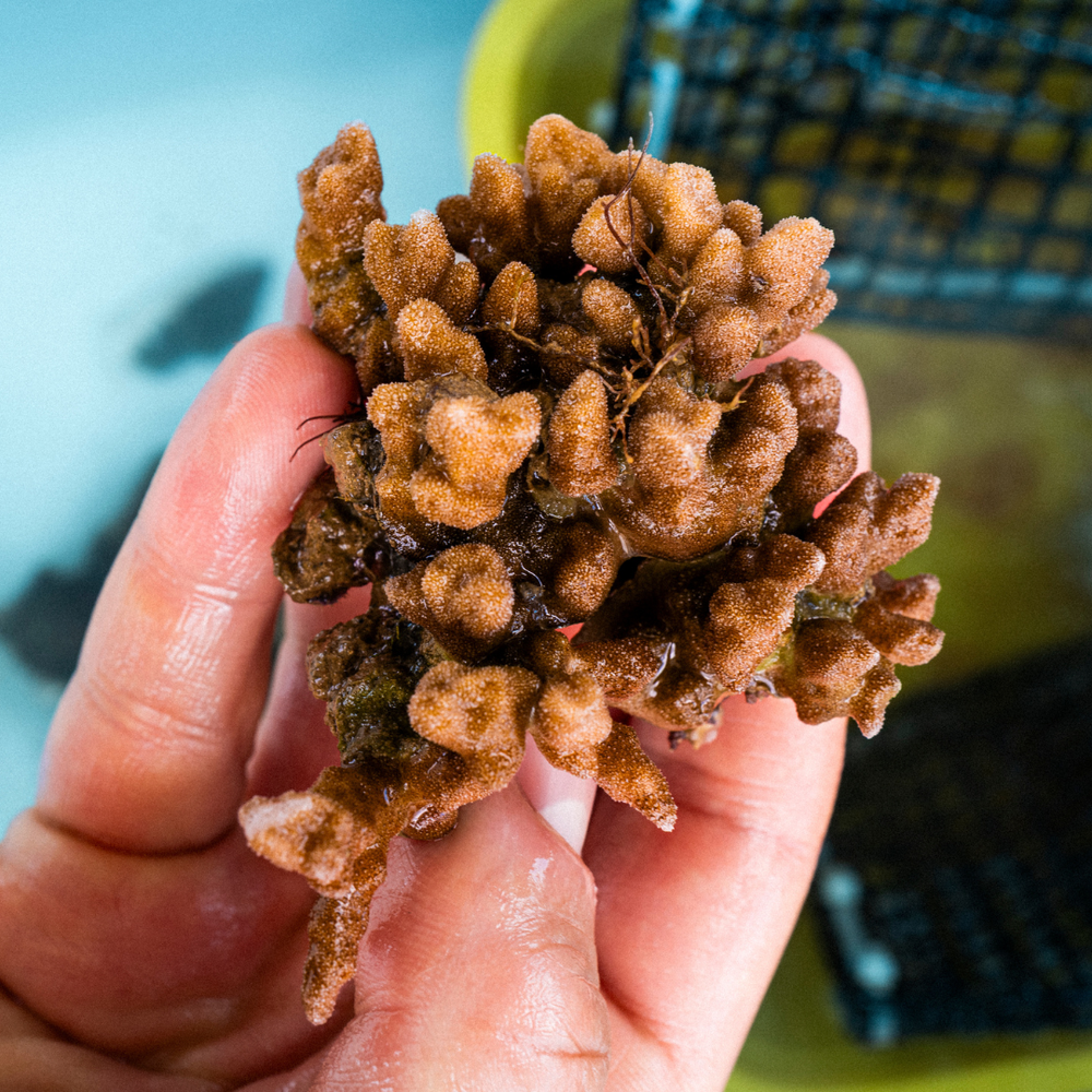 Coral Plus Biodiversity