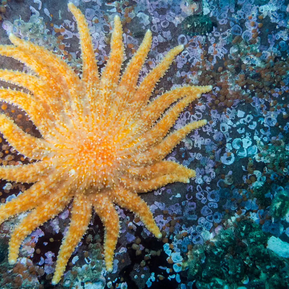 Feed A Super Star ⭐️