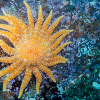 Feed A Super Star ⭐️