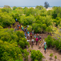 Plant Mangroves in Kenya