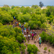 Plant Mangrove SeaTrees in Marereni, Kenya