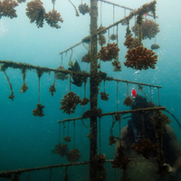 Coral Plus Biodiversity