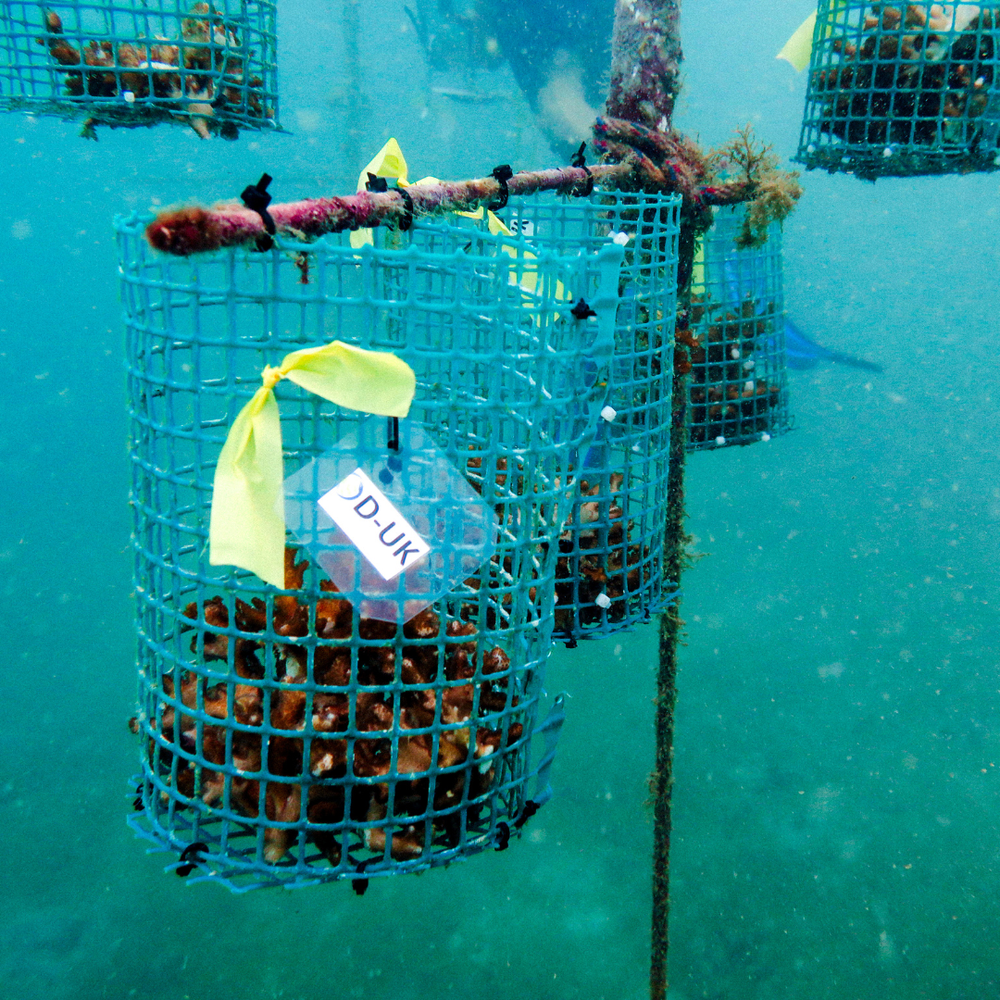 Coral Plus Biodiversity