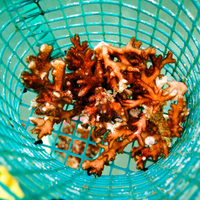 Coral Plus Biodiversity