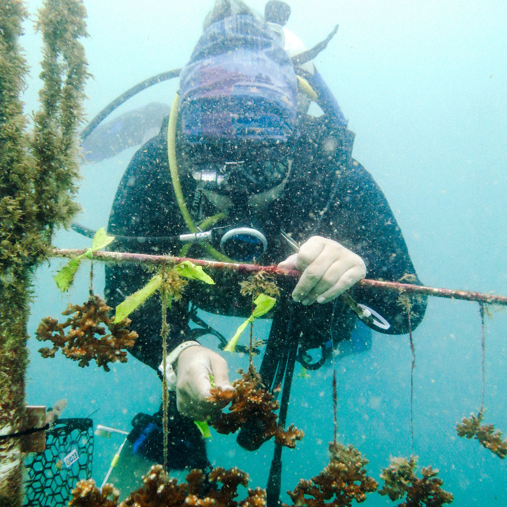 Coral Plus Biodiversity