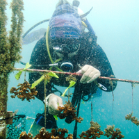Coral Plus Biodiversity