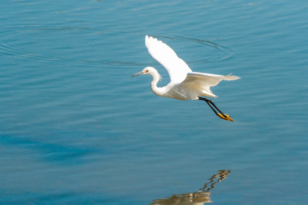 SeaTrees Biodiversity Block: Mangrove Forests