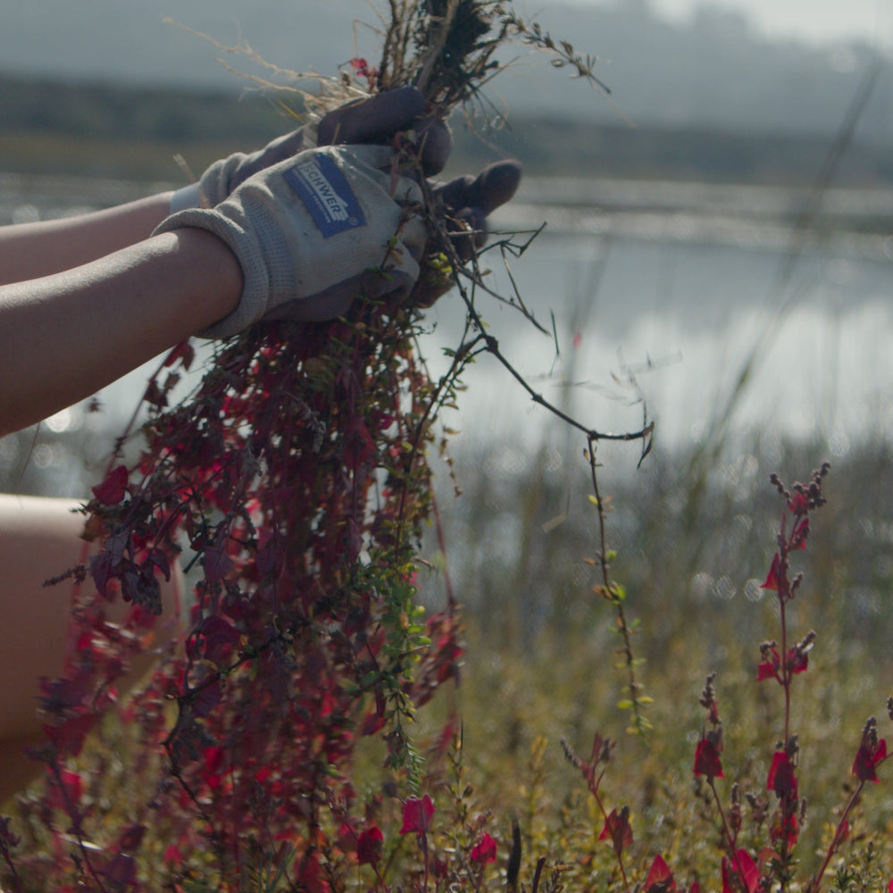 Restore the Watershed in Cardiff