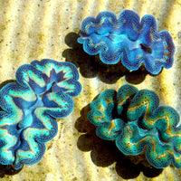 Adopt a Giant Clam