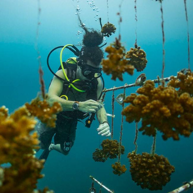 Plant Coral in Costa Rica