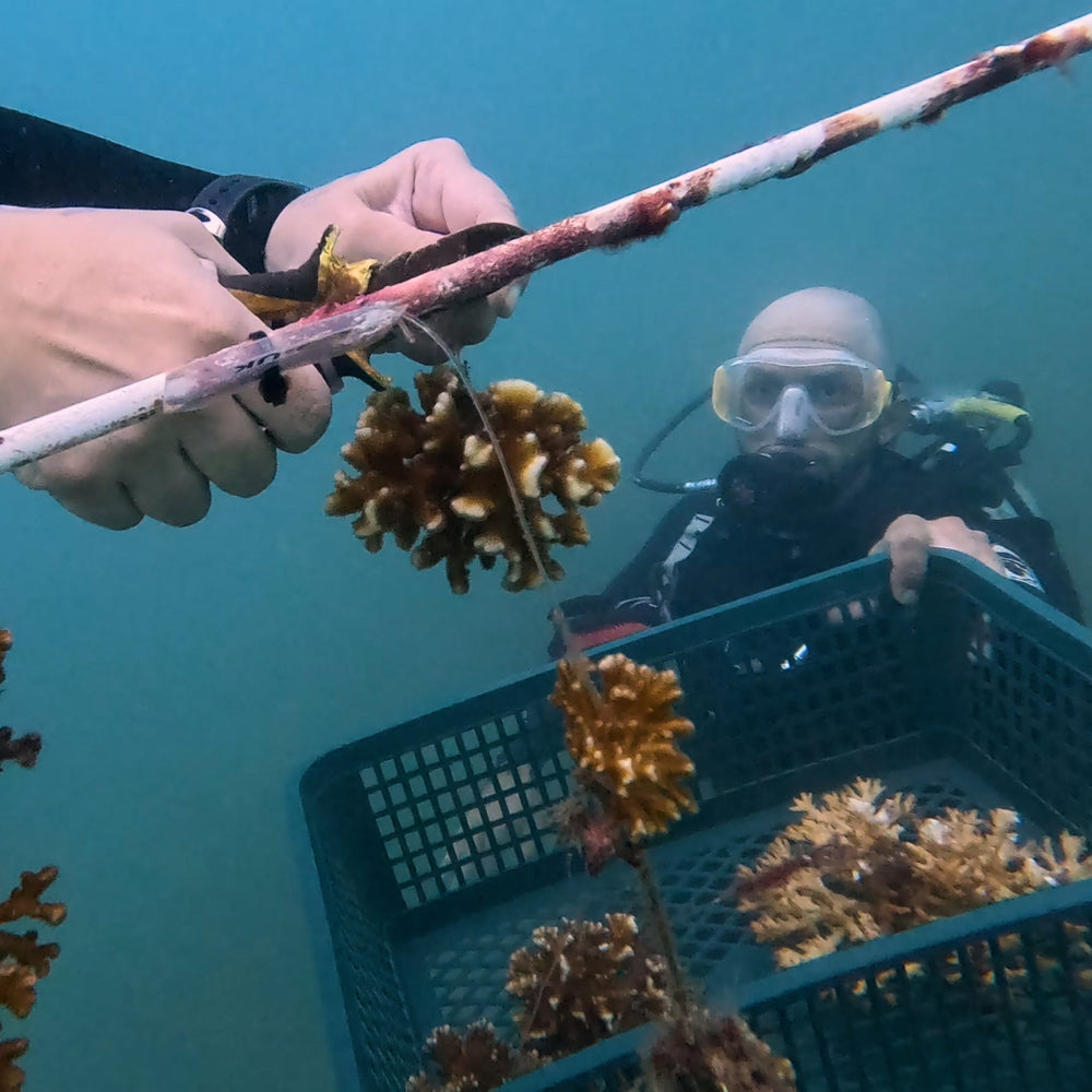 Plant Coral in Costa Rica