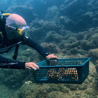 Plant Coral in Costa Rica