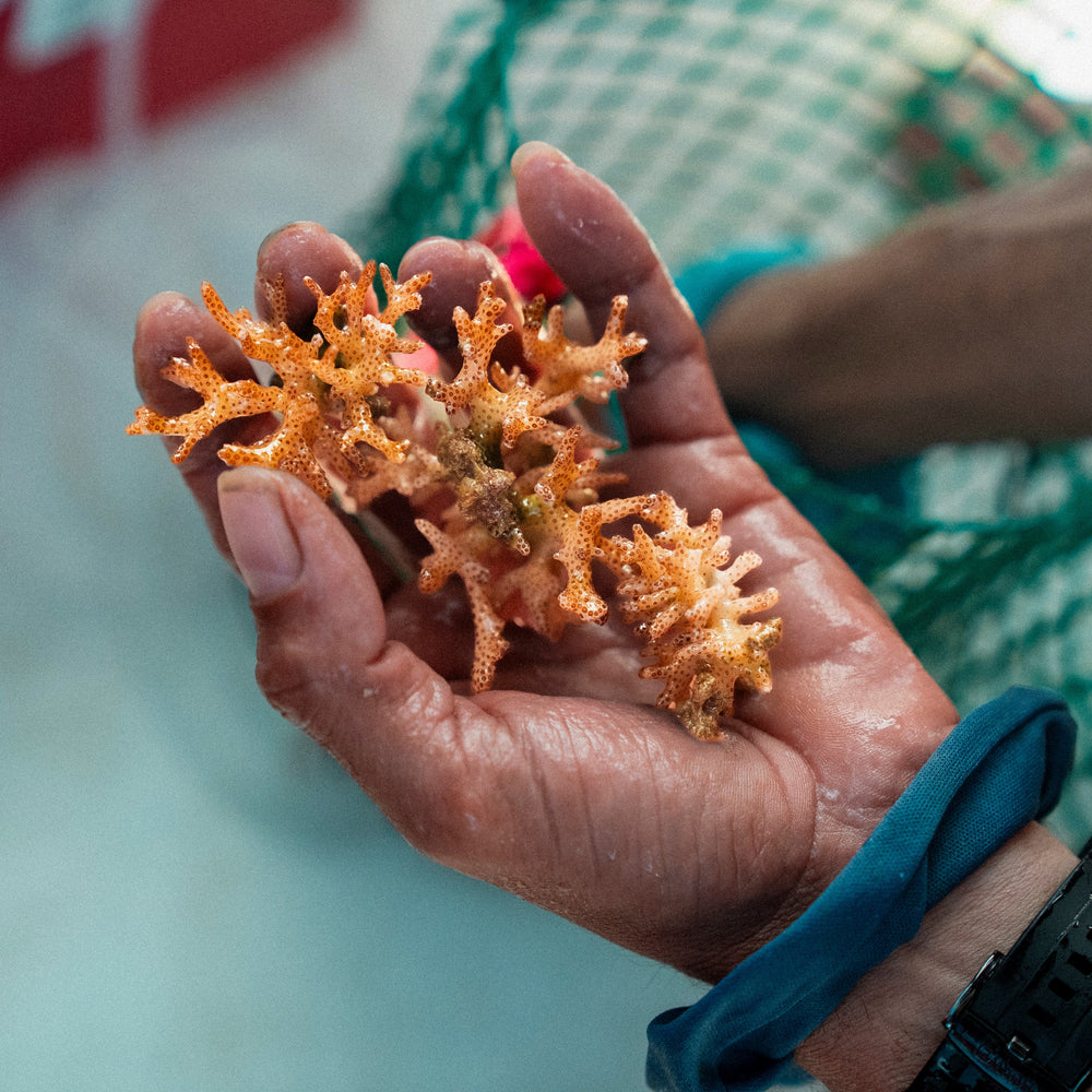 Plant Coral in Costa Rica