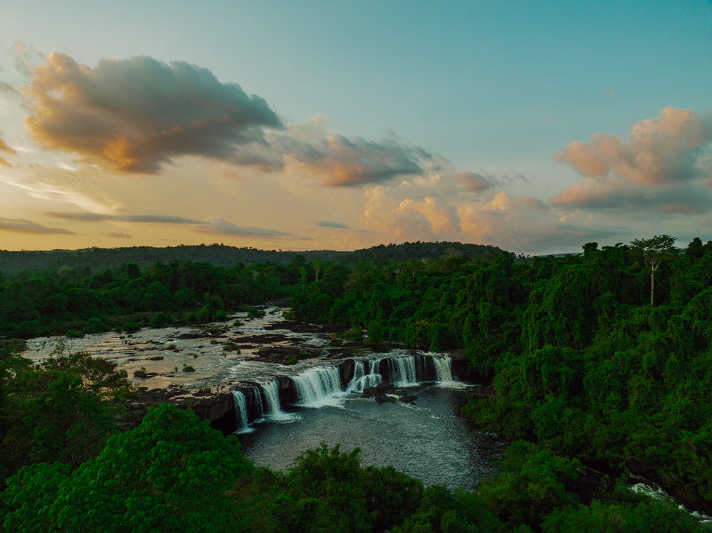 Seatrees Carbon Credits for The Change Climate Project Brands - Cardamom