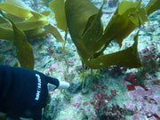 Restore Kelp Forests in Portugal