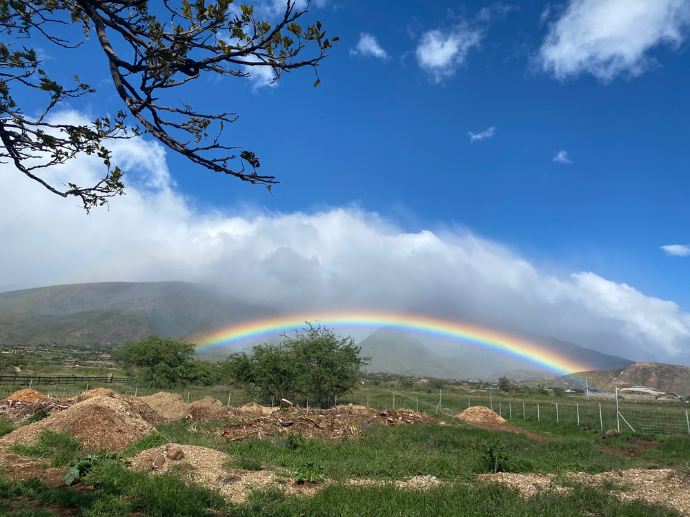 Subscribe to Restore Watershed (Hawai'i)