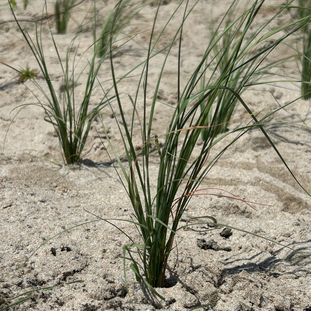 Restore Miami's Watershed