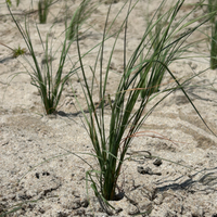 Restore Miami's Watershed