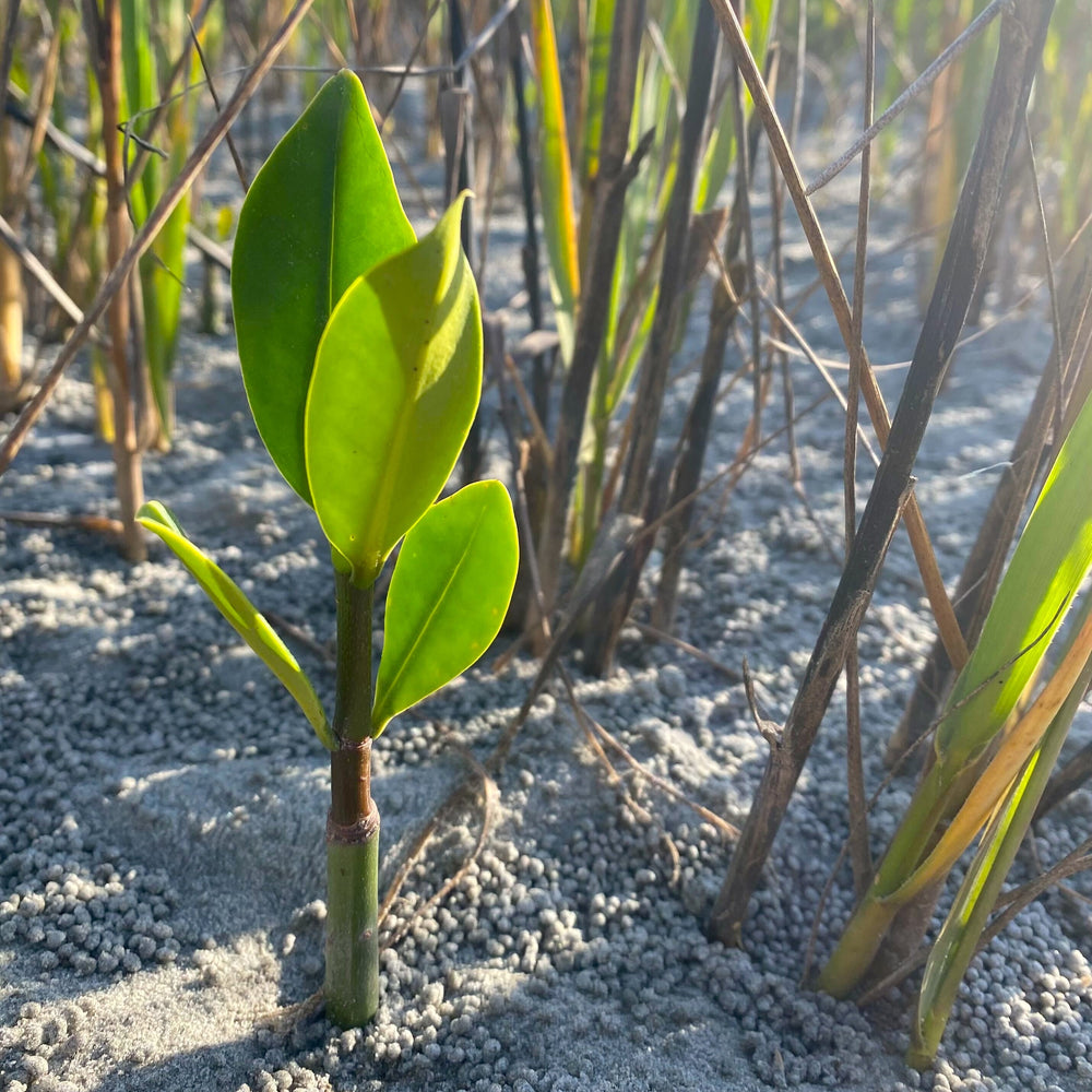 planting mangrove seeds Plant Mangroves in Baja