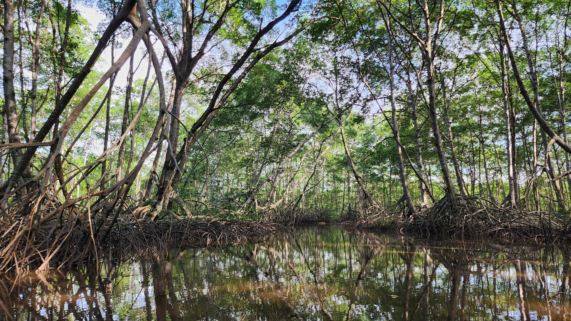 Project: Colombia – Seatrees