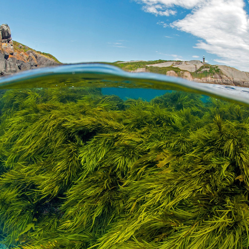Restore Kelp Forests in Australia
