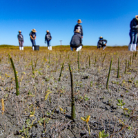Plant Mangroves in Baja