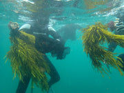 Restore Kelp Forests in Australia