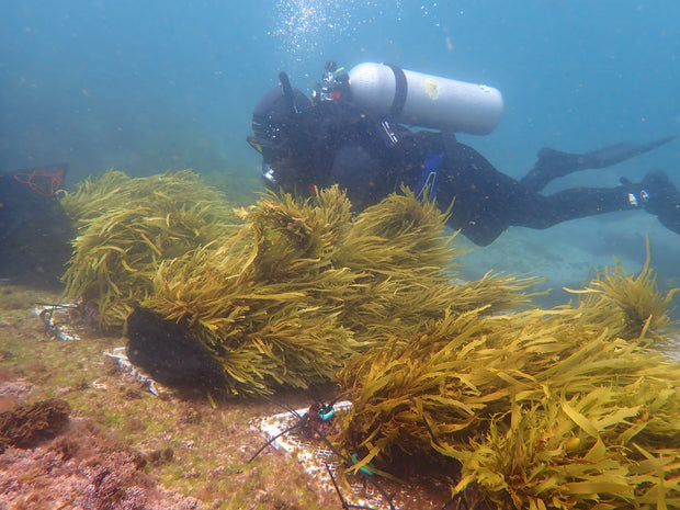 Brand Partner Kelp Restoration: Sydney, Australia