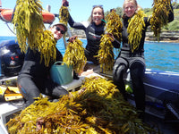 Restore Kelp Forests in Australia