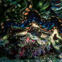 Adopt a Giant Clam
