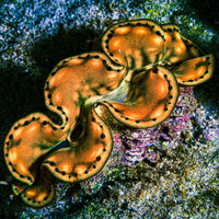 Adopt a Giant Clam