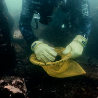 Fund a Kelp Restoration Dive