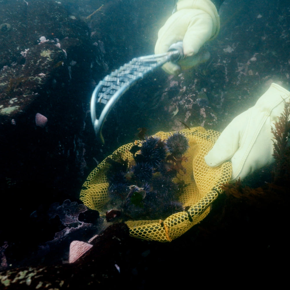 Fund a Kelp Restoration Dive
