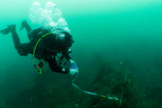 Restore Kelp Forests in Portugal
