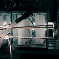 Grow a Kelp Seedling in Nazaré, Portugal