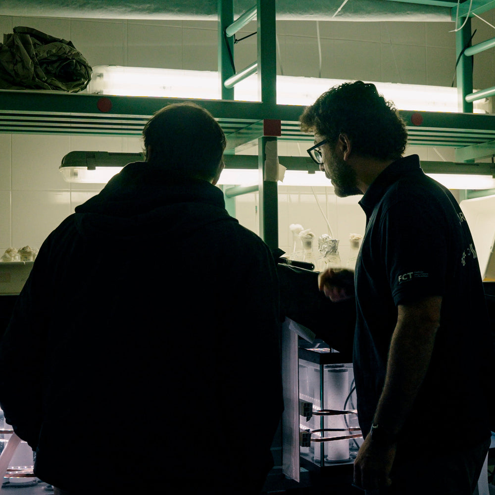 Grow a Kelp Seedling in Nazaré, Portugal