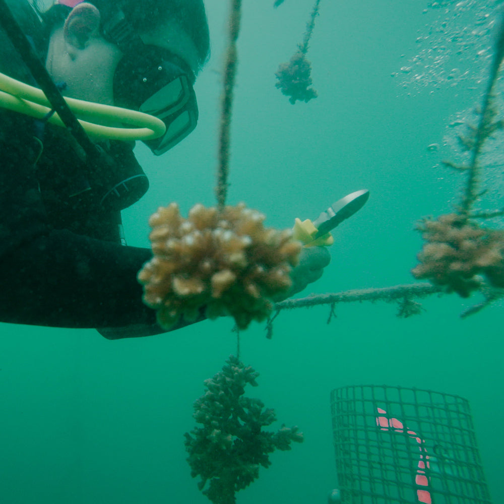 Plant Coral in Costa Rica
