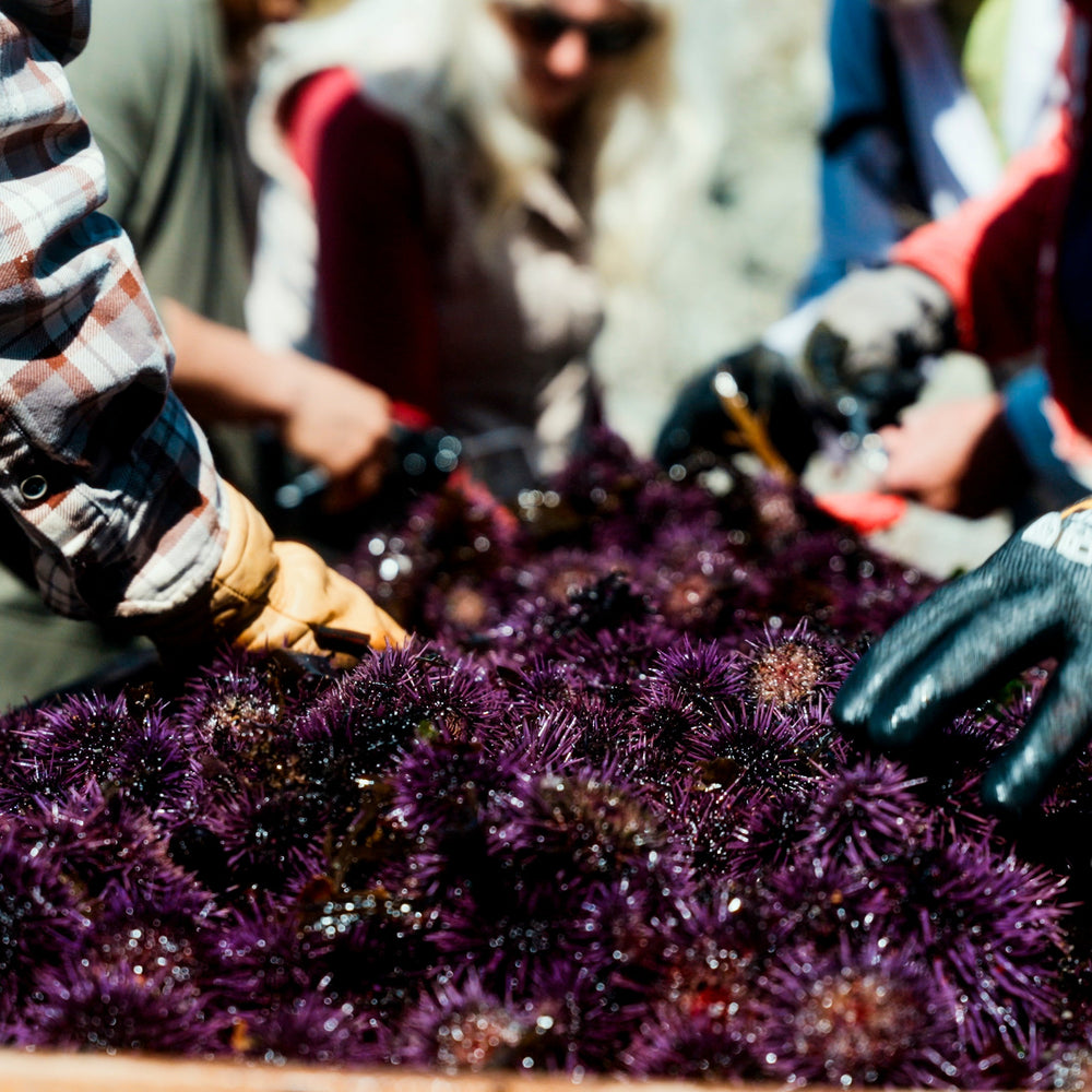 Fund a Kelp Restoration Dive