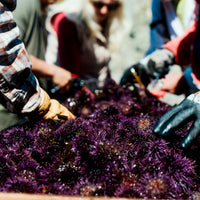 Fund a Kelp Restoration Dive