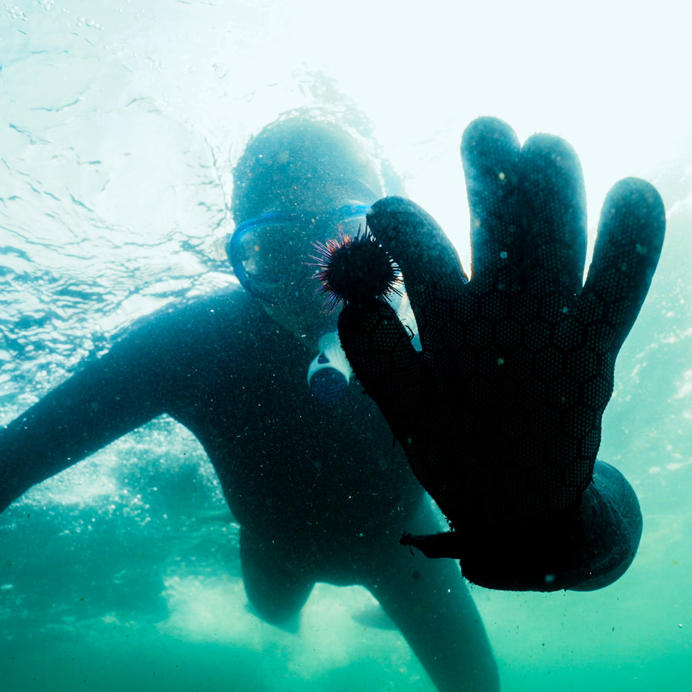 Fund a Kelp Restoration Dive