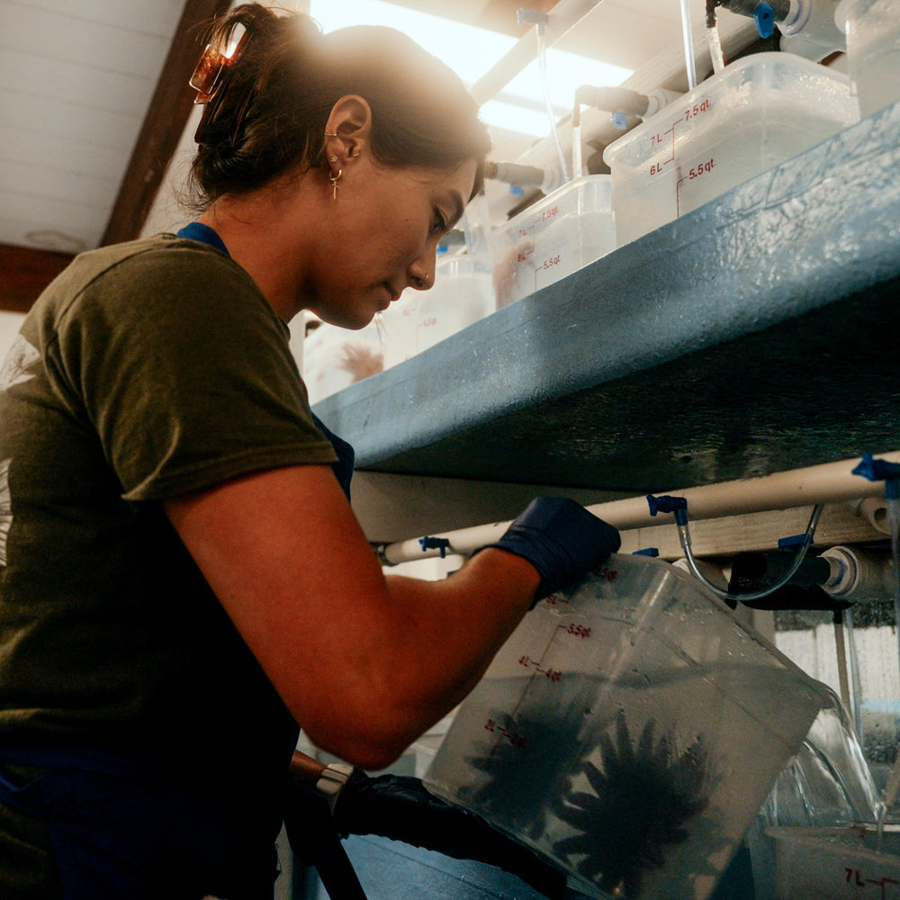 Feed A Super Star ⭐️