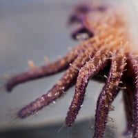 Feed A Super Star ⭐️