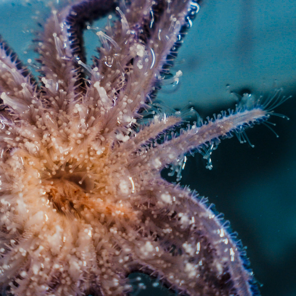 Feed A Super Star ⭐️